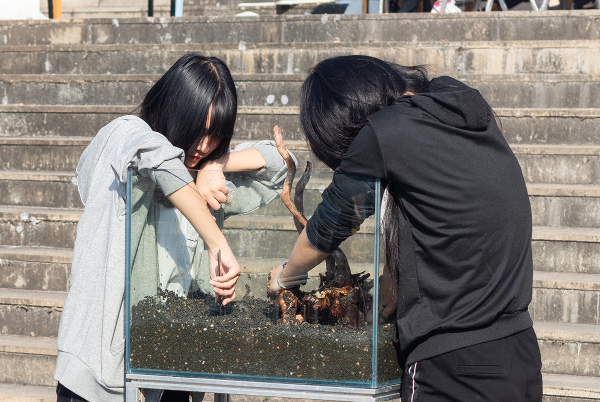304永利集团官网入口同学共同协作进行水族造景大赛(学通社记者 吴奕彤 摄) 304永利集团官网入口同学共同协作进行水族造景大赛(学通社记者 吴奕彤 摄)